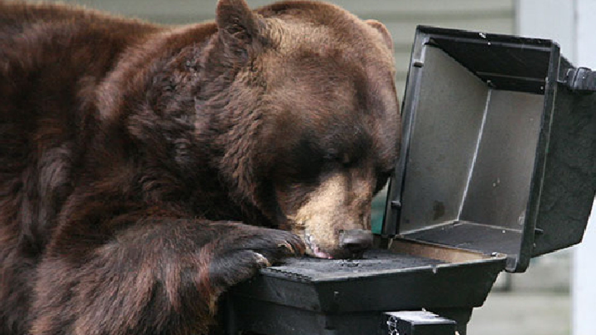Bear Attractan