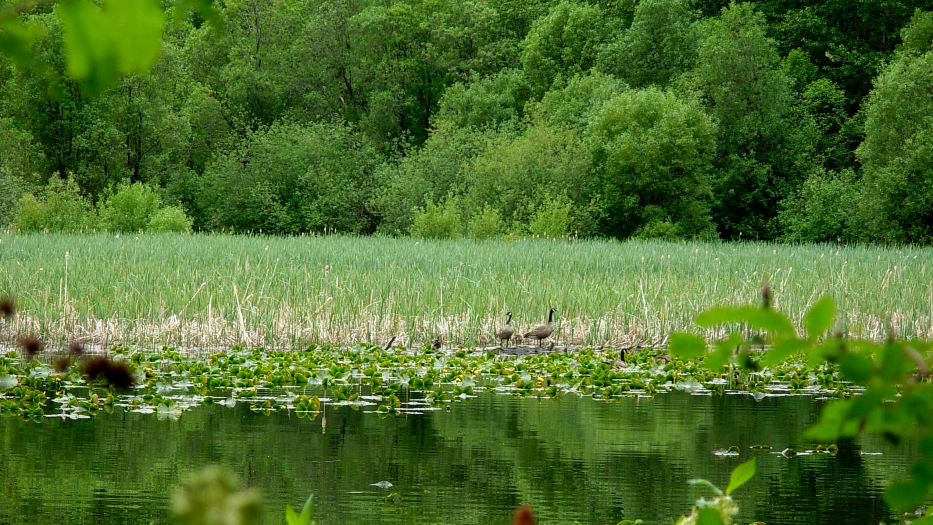 Riverside Wetlands