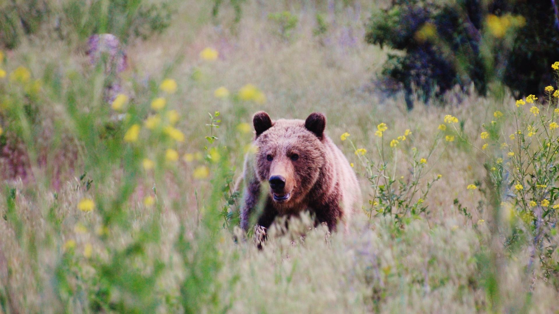 bear