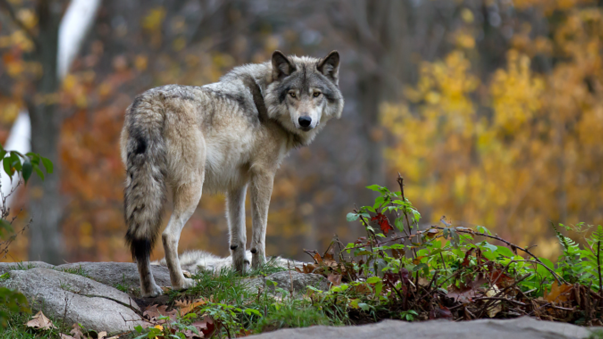 Wolf Awareness