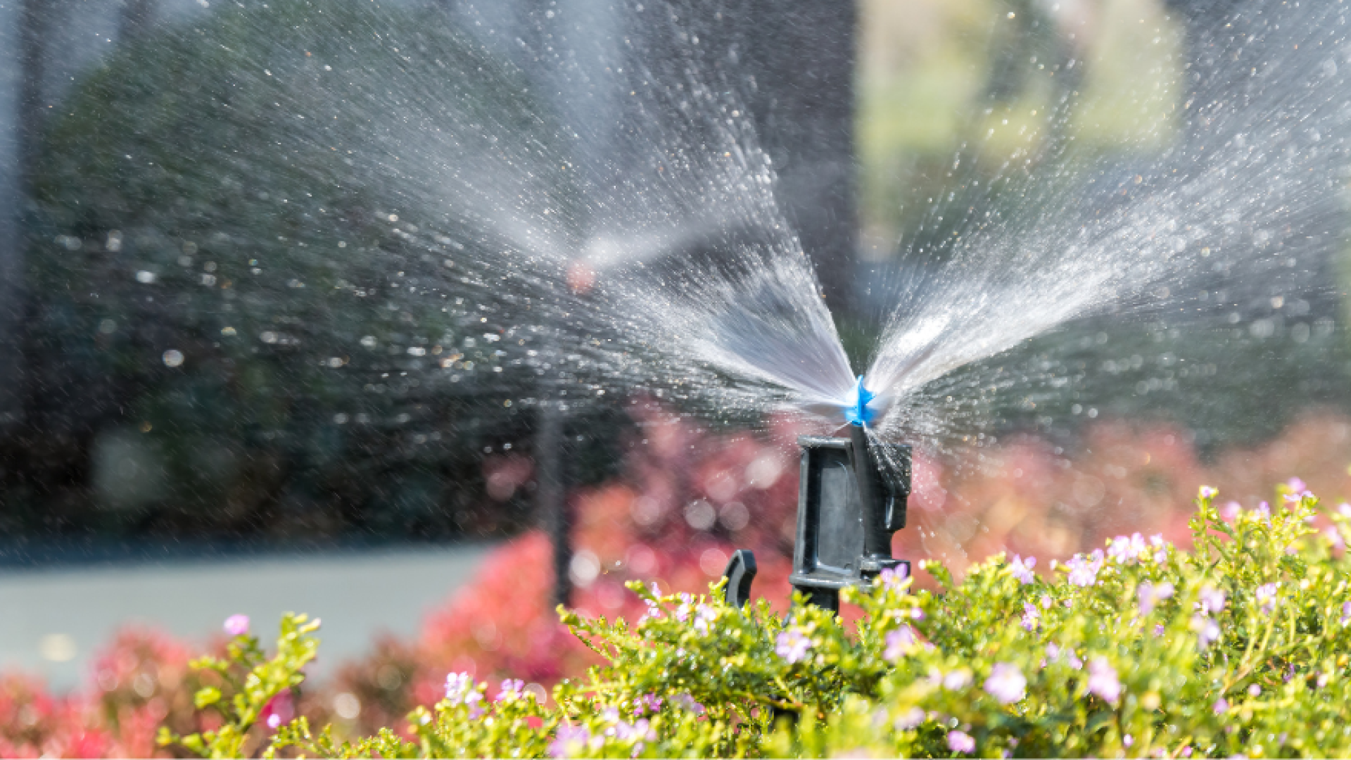 Sprinkling and Watering Restrictions
