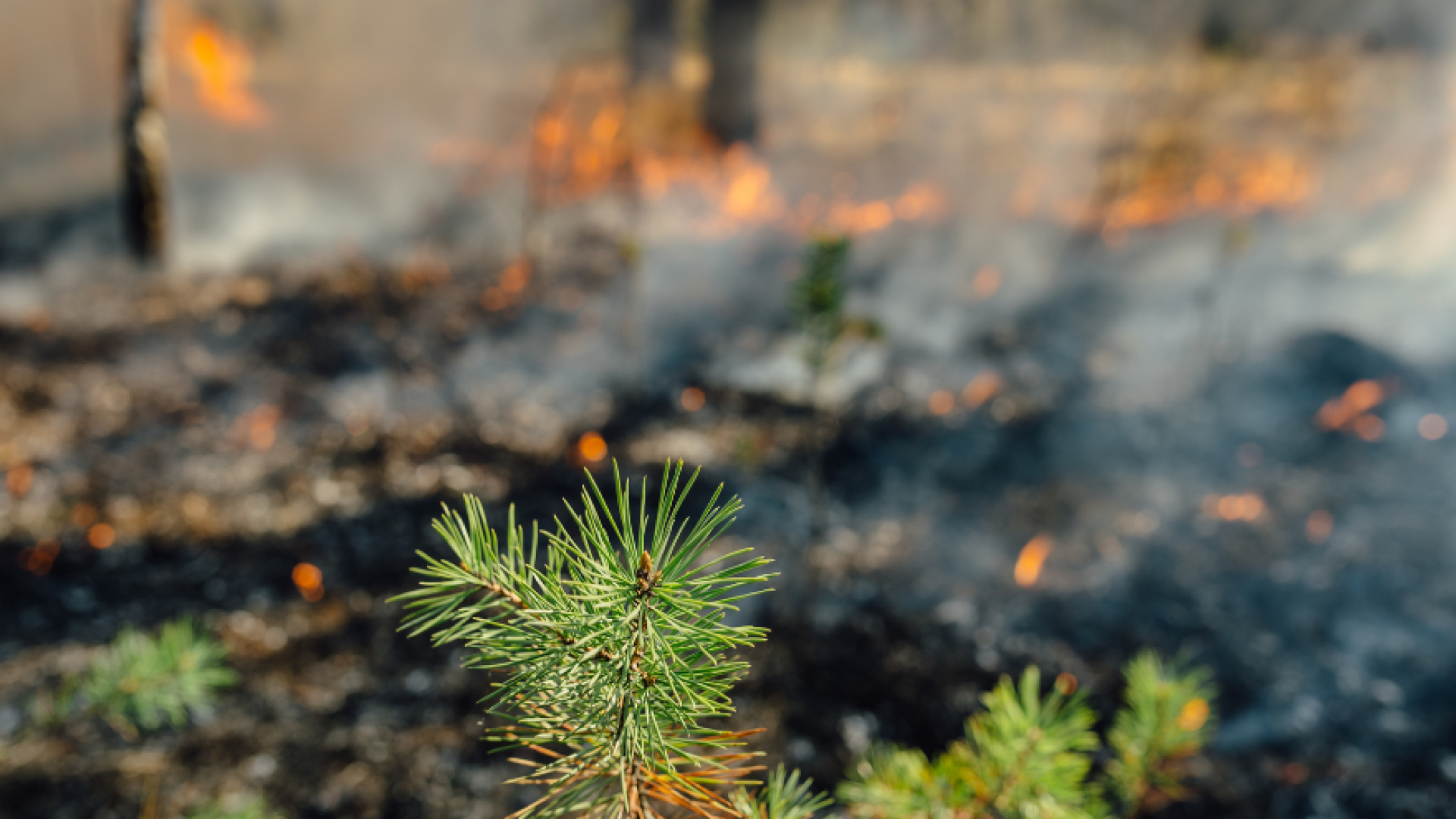 Link, Wildfire Protection bylaw
